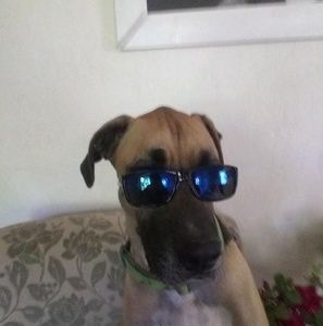 Meet your Posher, Robin